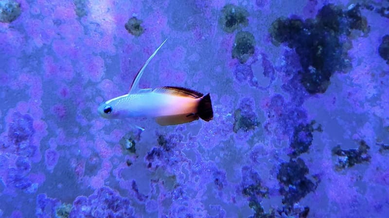 Firefish Gobies are omnivorous, feeding on a combination of small meaty foods and herbivorous preparations