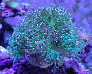 The Green Torch Coral, scientifically known as Euphyllia glabrescens, is a captivating and popular addition to marine aquariums.