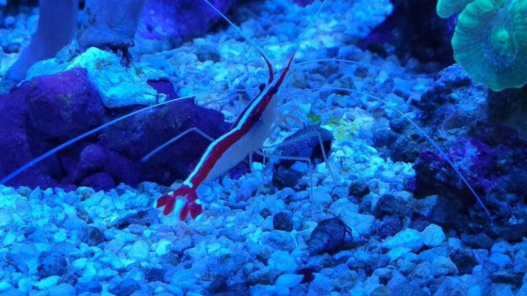 They establish cleaning stations, often situated on corals or rocky outcrops, where they offer their services to fish in need of a thorough grooming.