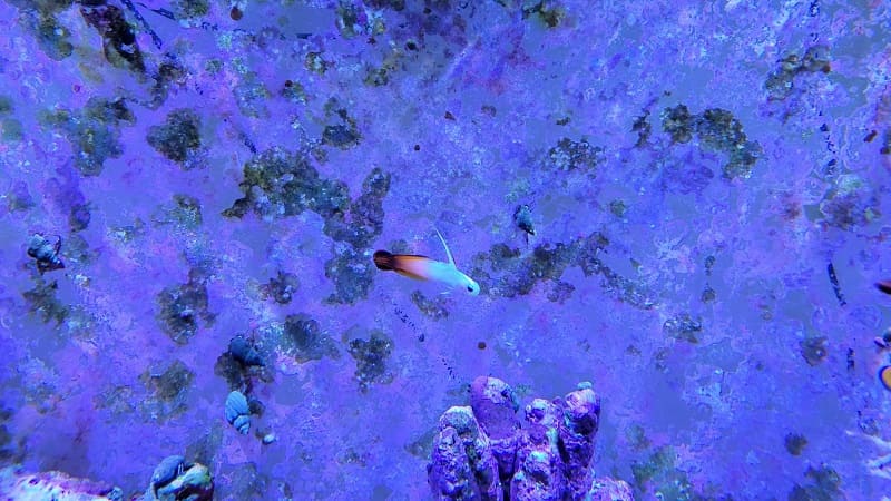 The Firefish Goby, with its mesmerizing colors and graceful movements, adds a touch of elegance to any marine aquarium.