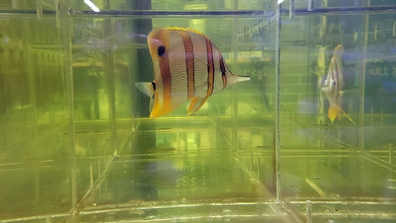 Copperband Butterflyfish (Chelmon rostratus) is a mesmerizing and graceful addition to any saltwater aquarium. Known for its striking appearance and peaceful nature, this vibrant fish can become the centerpiece of your underwater world.