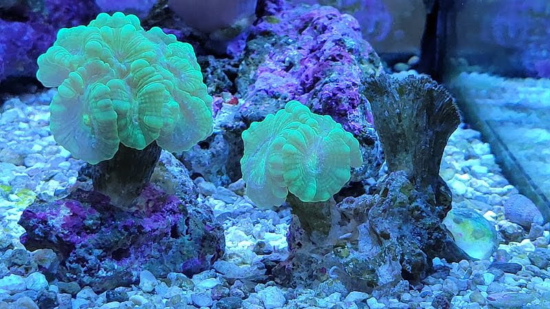 With its vibrant colors and unique branching structure, the Kryptonite Candy Cane Coral serves as a centerpiece in any aquarium, effortlessly grabbing attention and adding a touch of visual intrigue.