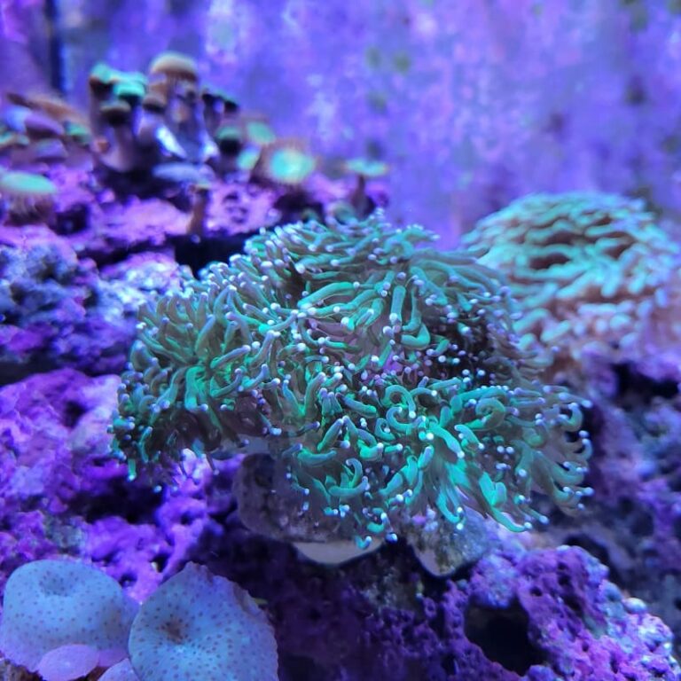 By providing adequate lighting, appropriate water flow, and maintaining optimal water parameters, you can create a thriving environment for this stunning coral species.