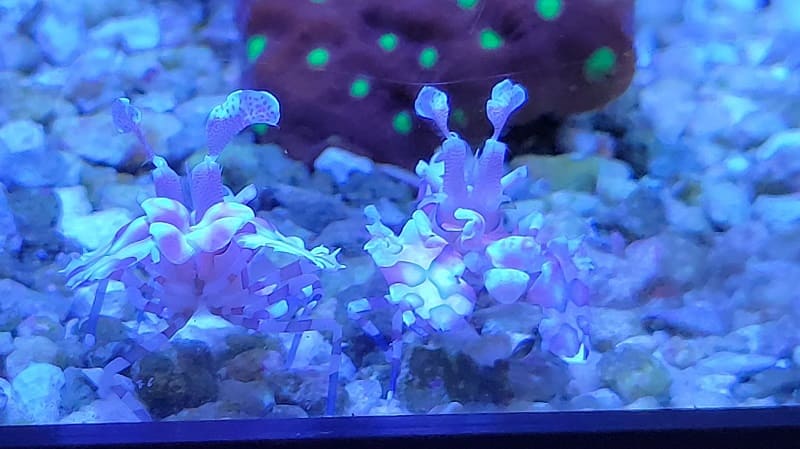 One of the most prominent features of the Harlequin shrimp is its vibrant and eye-catching coloration. Sporting a contrasting pattern of brilliant orange or purple and stark white or cream, these shrimp are a visual treat for anyone observing them.