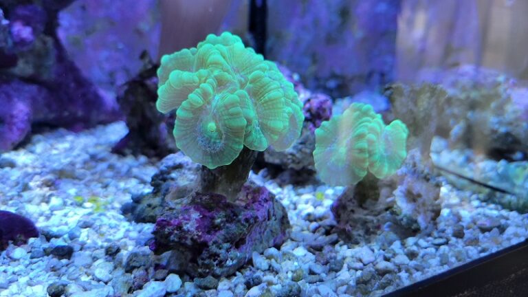 The Kryptonite Candy Cane Coral, scientifically known as Caulastrea furcata, is a stony coral species native to the Indo-Pacific region.