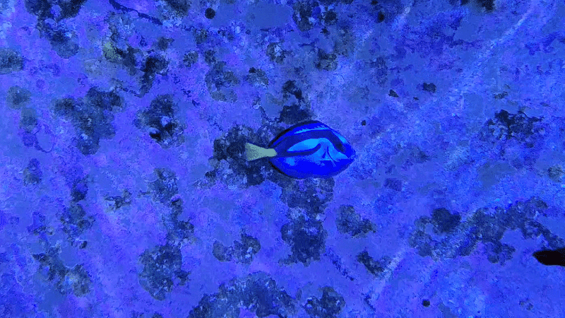 The Blue Tang, scientifically known as Paracanthurus hepatus, is a dazzling aquarium fish that has become popular due to its portrayal in the beloved animated film "Finding Nemo.