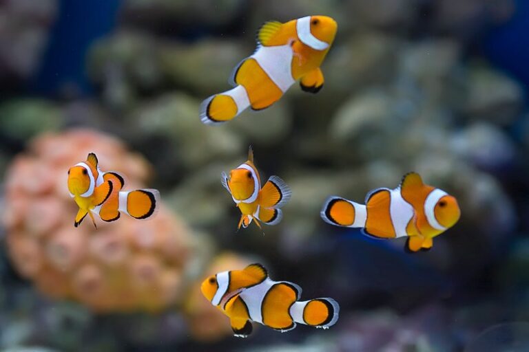 Clownfish or anemonefish are fishes from the subfamily Amphiprioninae in the family Pomacentridae.