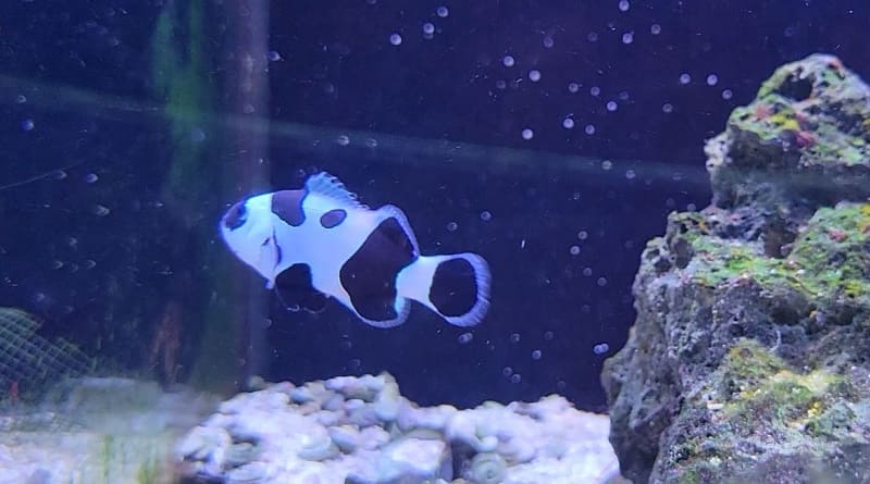 Black Stormtrooper Clownfish is a captivating and alluring species that can add a touch of wonder to any marine aquarium. With their unique appearance and charming behavior, they have become a favorite among hobbyists.