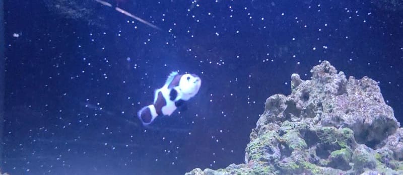 Black Stormtrooper Clownfish, scientifically known as Amphiprion ocellaris, is a mesmerizing variant of the popular Clownfish species. Its name derives from its distinct coloration, which features a black and white pattern reminiscent of the iconic Stormtroopers from the Star Wars franchise.