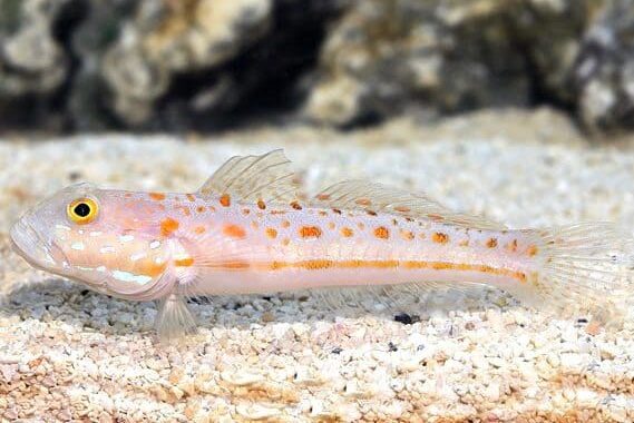 The goby keeps a watchful eye for predators while the shrimp excavates and maintains the burrow. This mutually beneficial relationship is not only fascinating to observe but also contributes to the overall health of the aquarium.