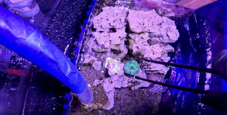 Before introducing the coral to your main tank, acclimate it to the water conditions by floating the container in the tank and gradually adding tank water over a period of time.